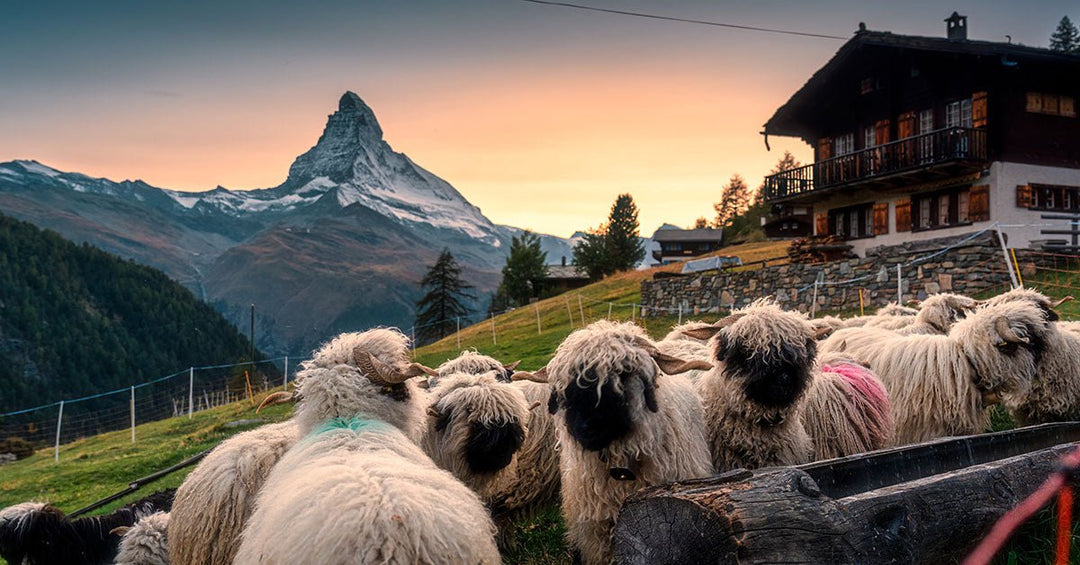 A Closer Look at Valais Blacknose Sheep: History and Heritage - Heritage Woolworks