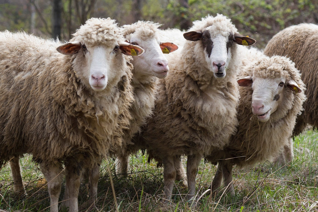 From Sheep to Yarn: A Journey through the Wool Crafting Process - Heritage Woolworks