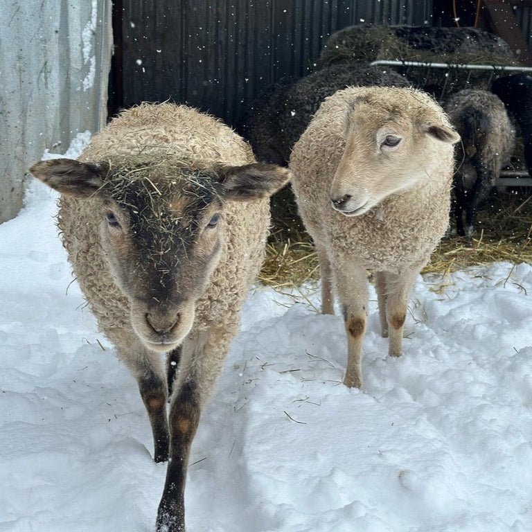 Gotland (White) | Whitney & Sylvia - Heritage Woolworks