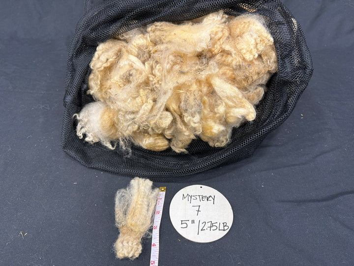 Mystery Wool Fleece – Discounted Full Fleeces - Heritage Woolworks