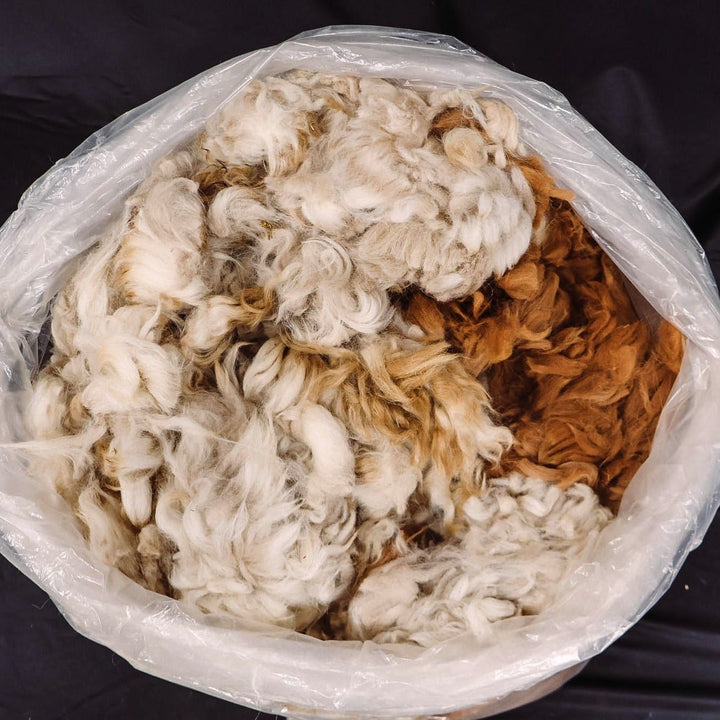 Raw Alpaca Fiber | Light Colors - Heritage Woolworks