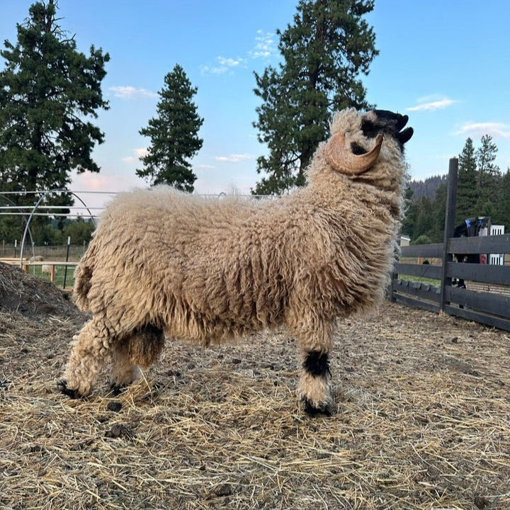 Valais Blacknose | Lance - Heritage Woolworks