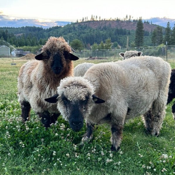 Valais x Shropshire | Tina & Nina - Heritage Woolworks