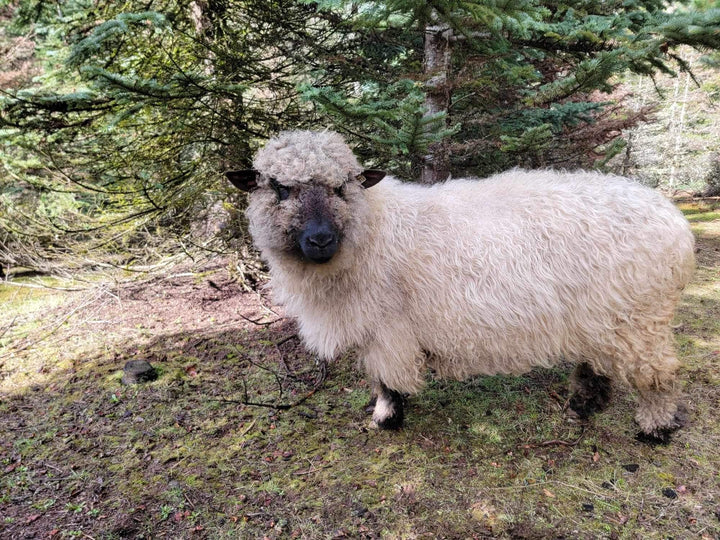 Valais x Shropshire | Tina & Nina - Heritage Woolworks