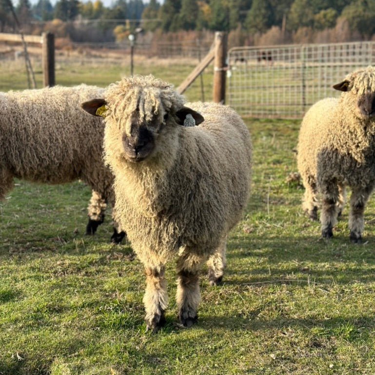 Valais x Wensleydale/Teeswater - Heritage Woolworks