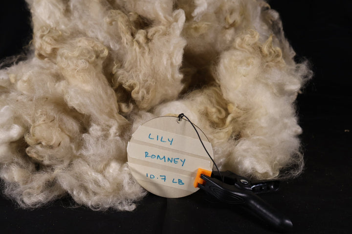 Lily Romney - Heritage Woolworks