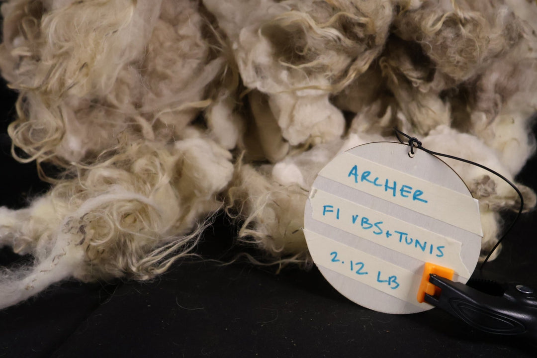 Possibly Archer - Tunis x Swiss Valais Blacknose - Heritage Woolworks