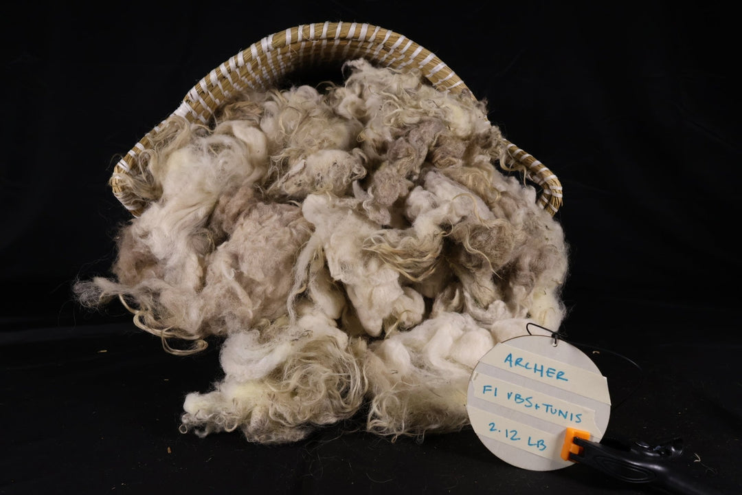 Possibly Archer - Tunis x Swiss Valais Blacknose - Heritage Woolworks