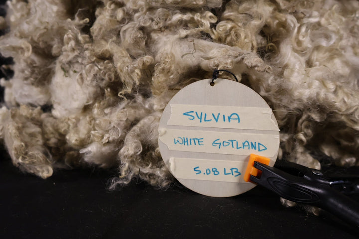 Sylvia - White Gotland - Heritage Woolworks