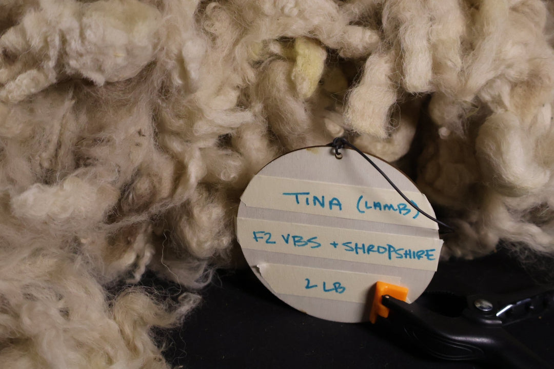 Tina - F2 Swiss Valais Blacknose - Shropshire Base - Heritage Woolworks