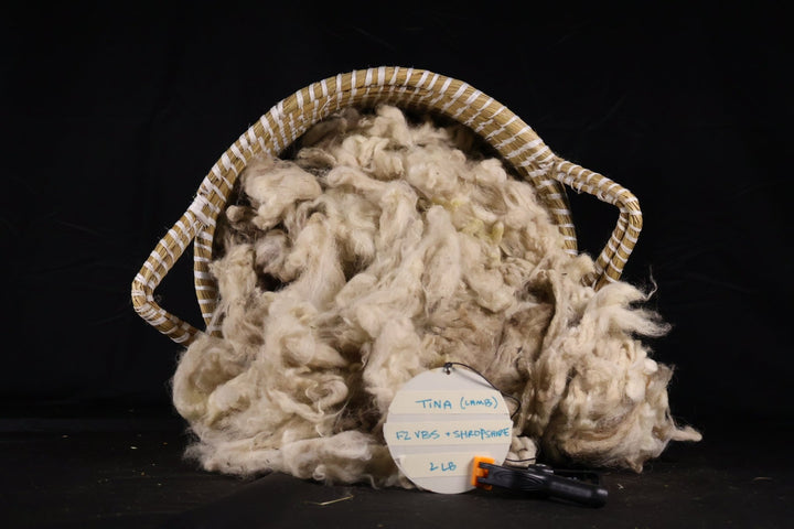 Tina - F2 Swiss Valais Blacknose - Shropshire Base - Heritage Woolworks